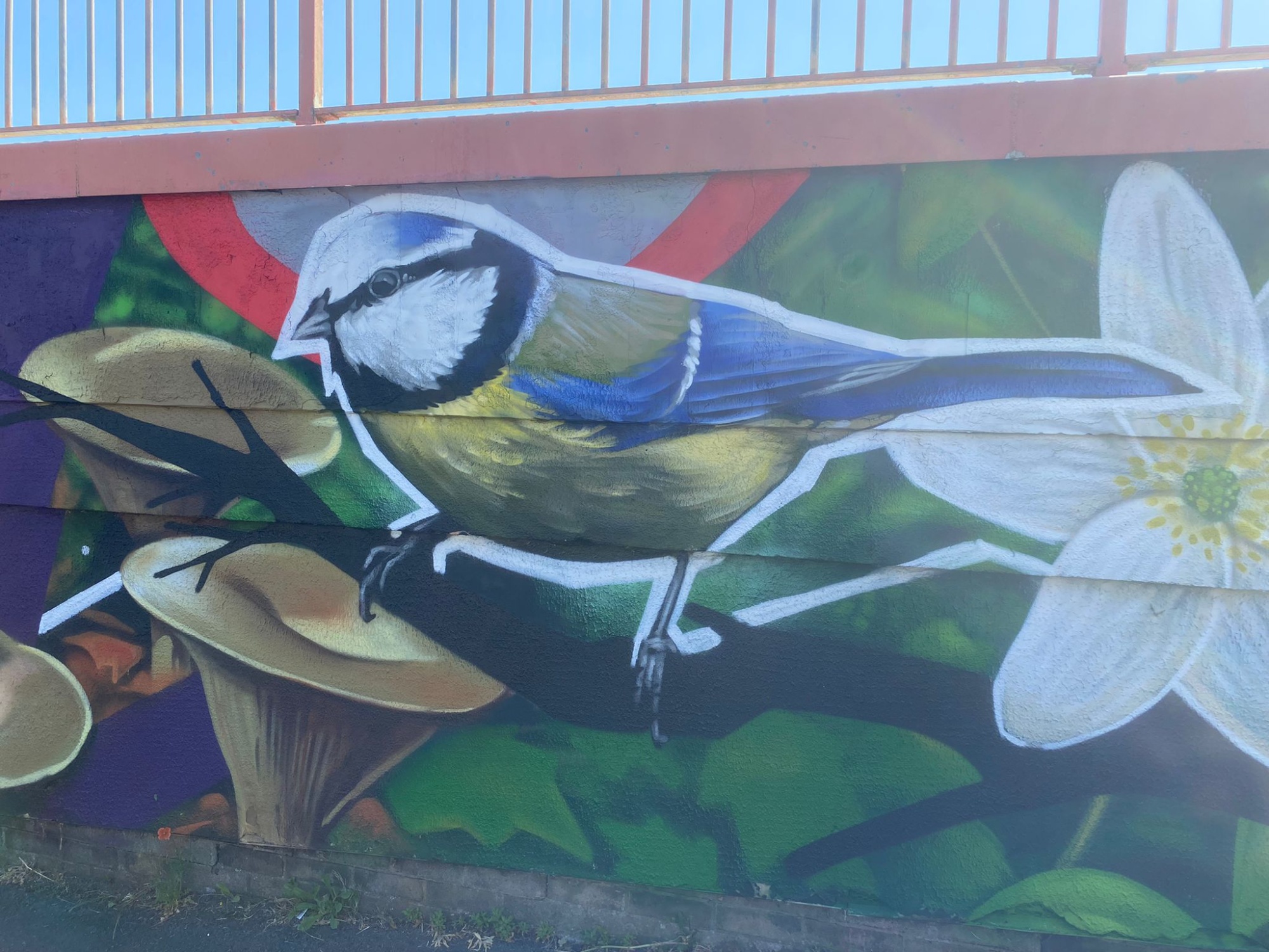 Vibrant and colourful birds form parts of the mural